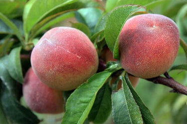 Tropic Beauty Dwarf Peach Tree Grafted Low Chill, Self-Fertile, Sweet & Juicy Fruit for Warm Climates (USDA Zones 8-10)
